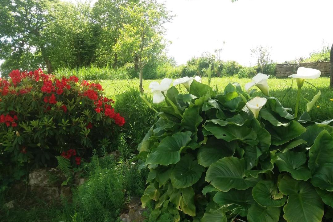 Photo of Others in Commana