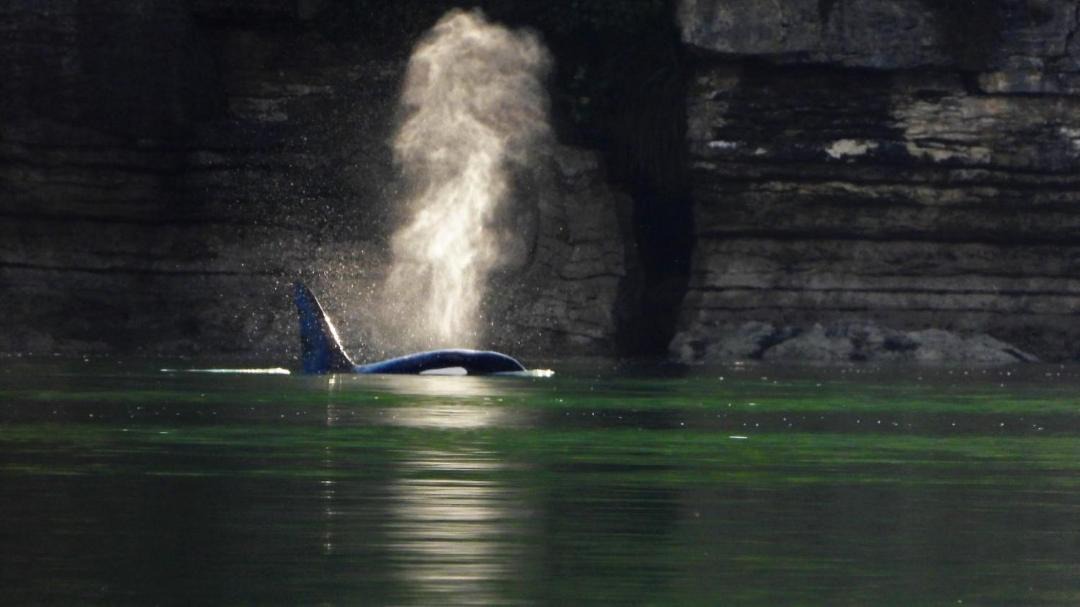 Photo of Others in Raglan