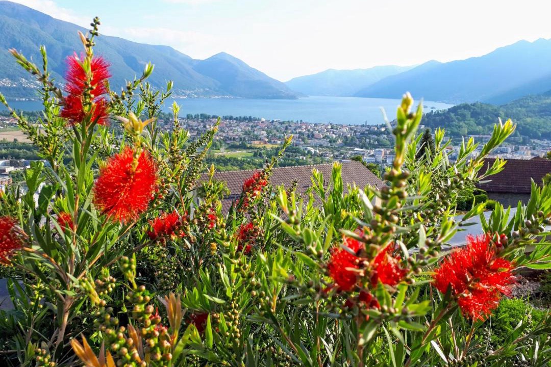 Photo of Others in Locarno