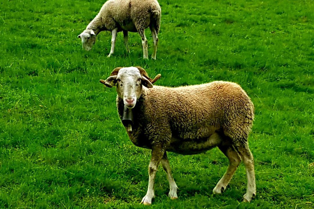 Photo of Others in Saint-Savin