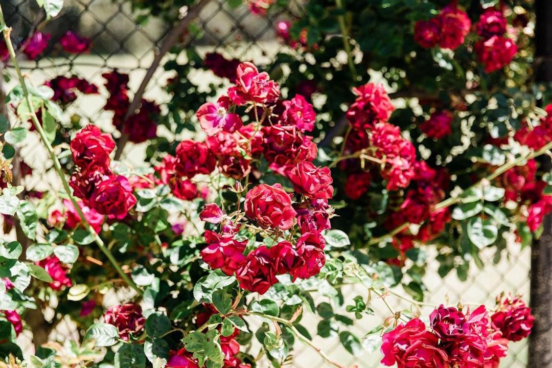 Photo of Others in Torquay