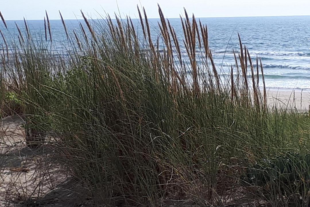 Photo of Others in Saint-Julien-en-Born