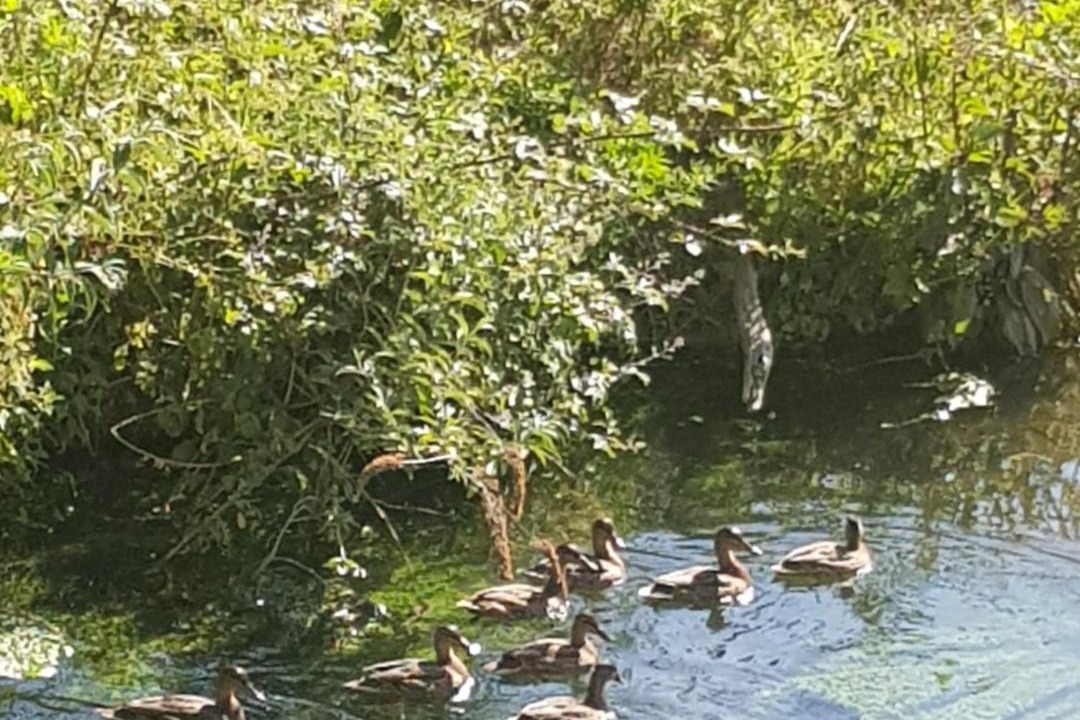 Photo of Others in Moult