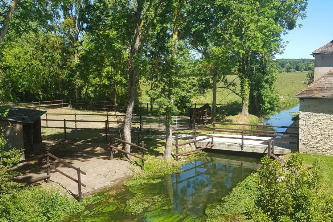 Photo of Others in Moult