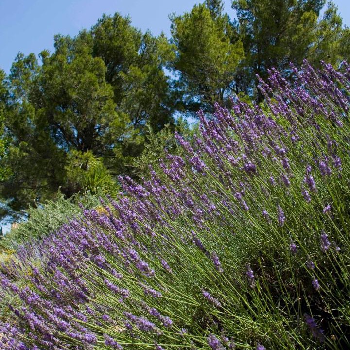 Photo of Others in Les Baux-de-Provence