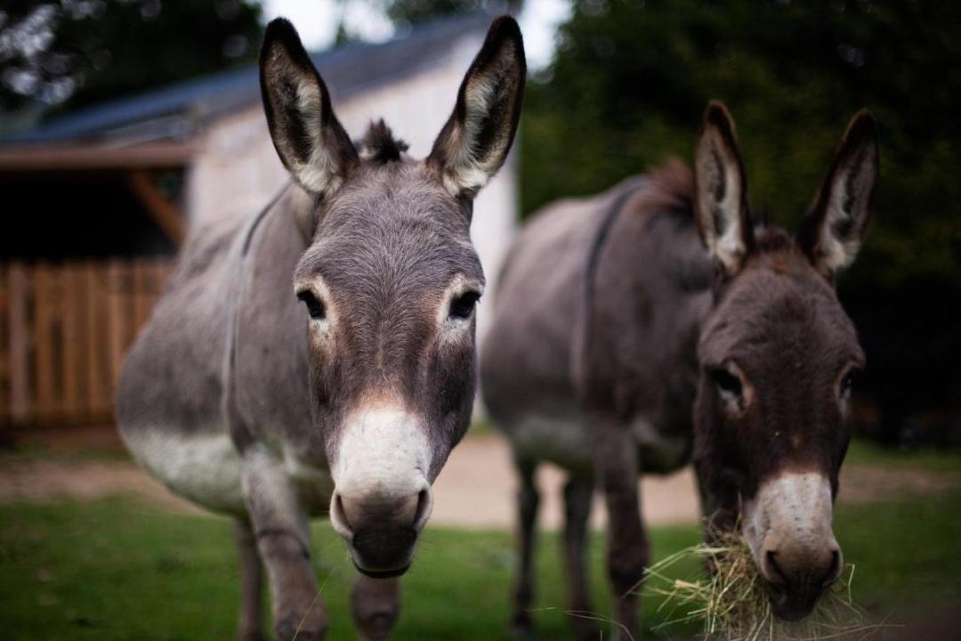 Photo of Others in Segus