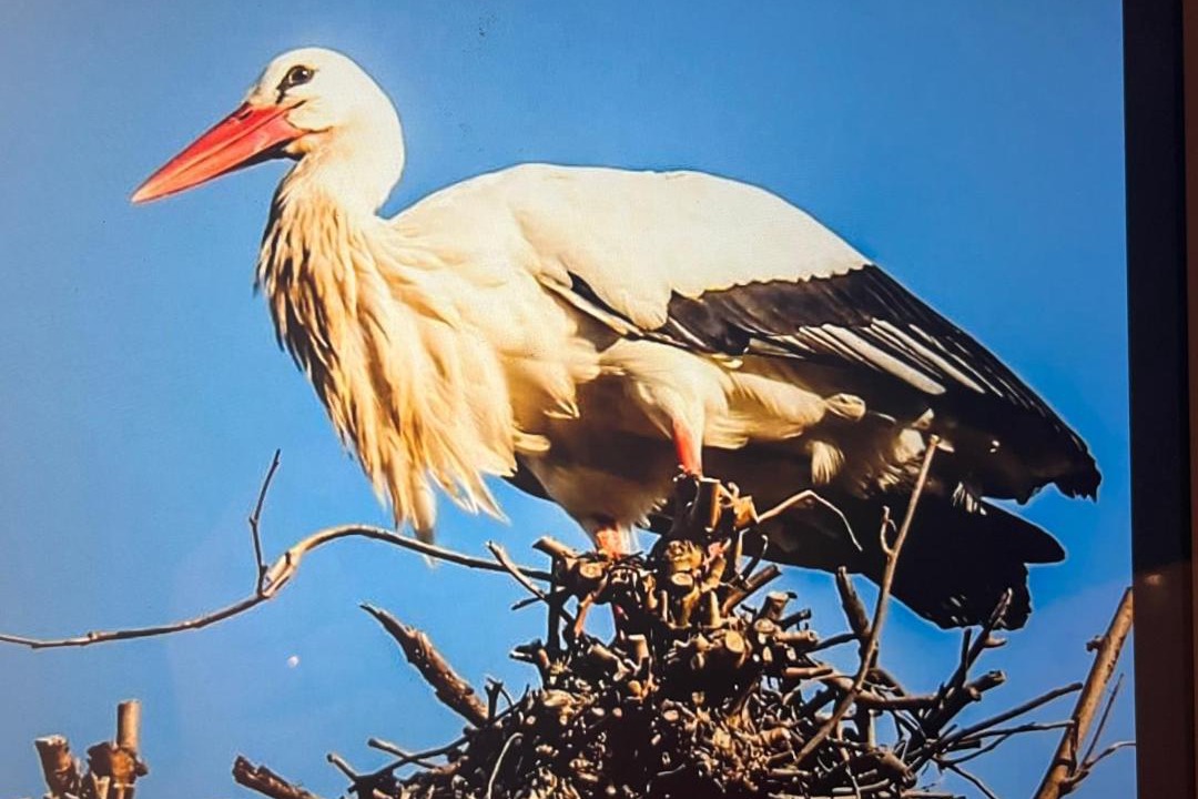 Photo of Others in Bellefosse