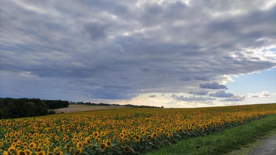 Photo of Others in Montbrun-Lauragais