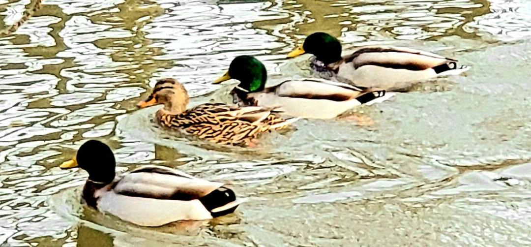 Photo of Others in Limekiln