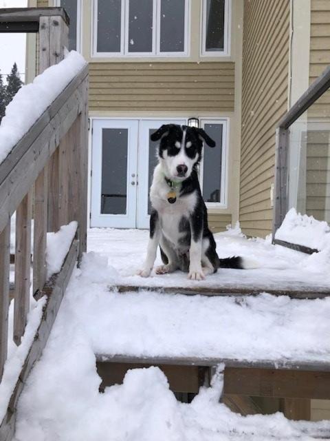 Photo of Others in Humber Valley