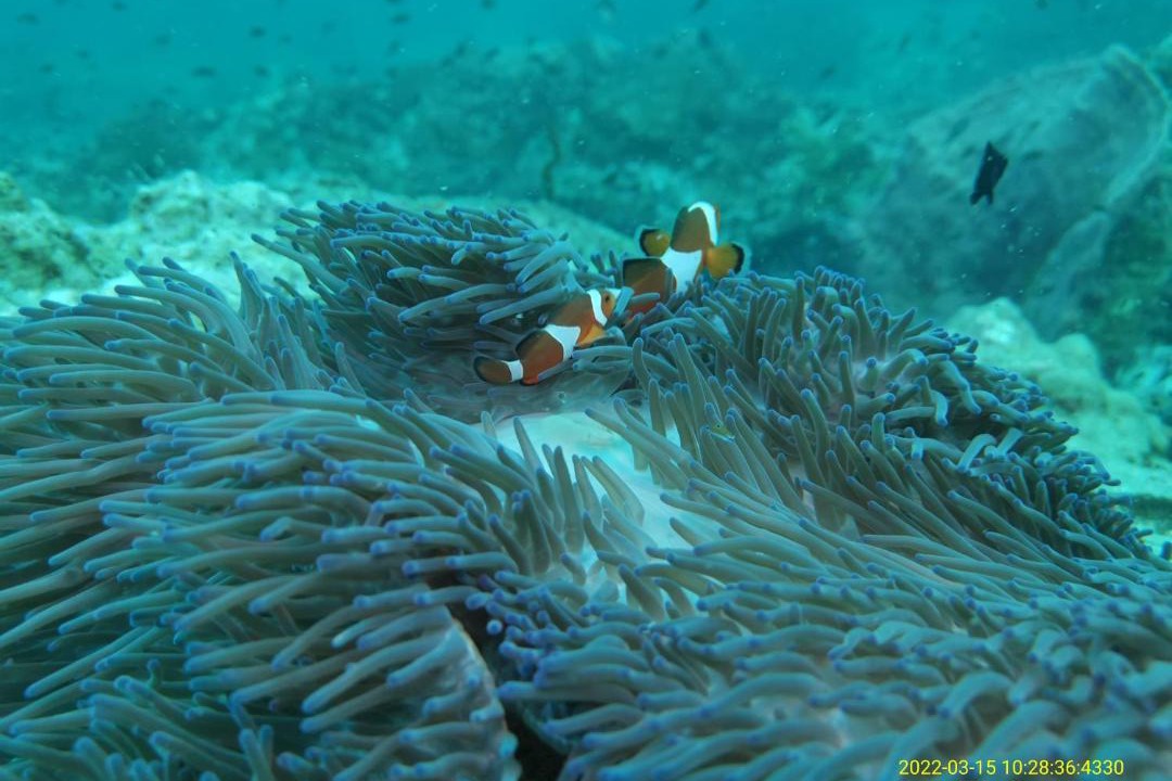 Photo of Others in Pulau Perhentian Kecil