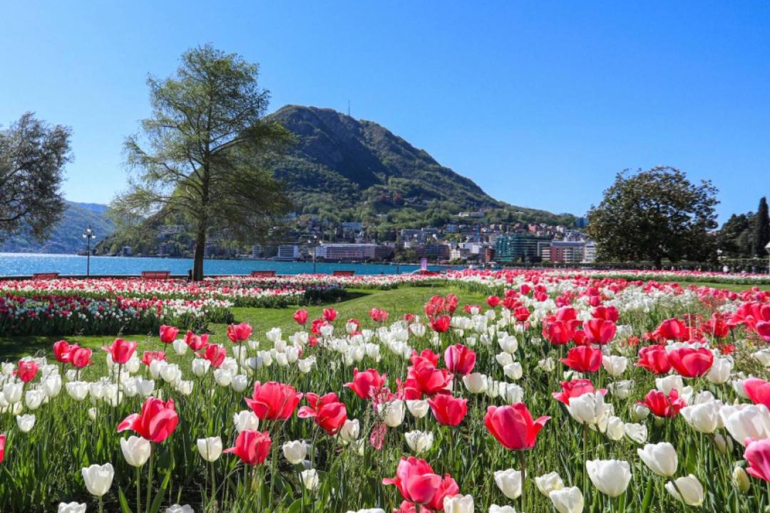 Photo of Others in Lugano