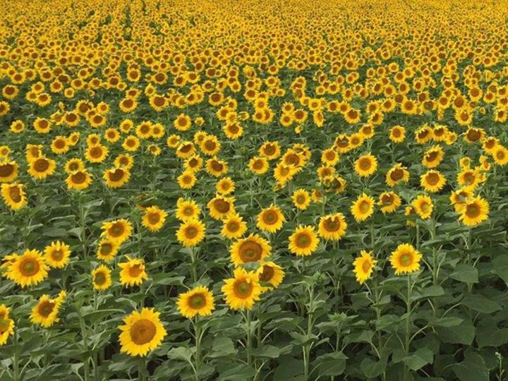 Photo of Others in Yviers