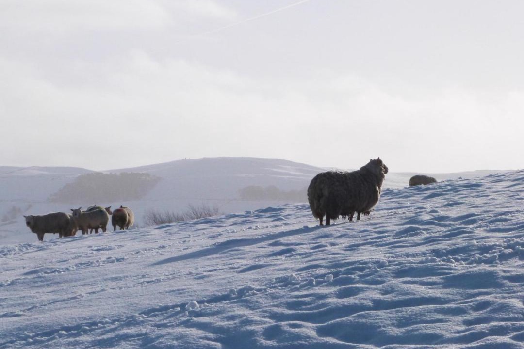 Photo of Others in Ingrow