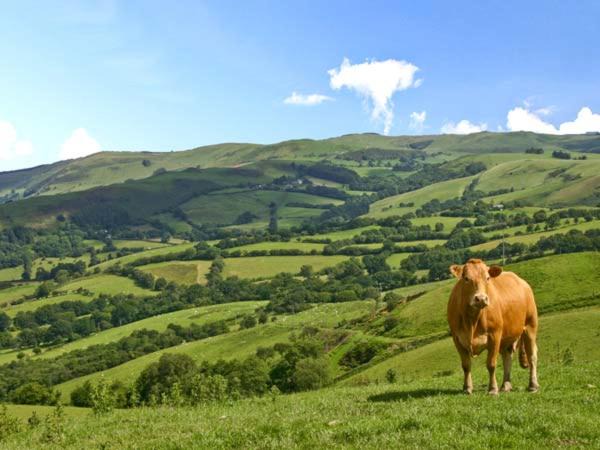 Photo of Others in Llandrindod Wells