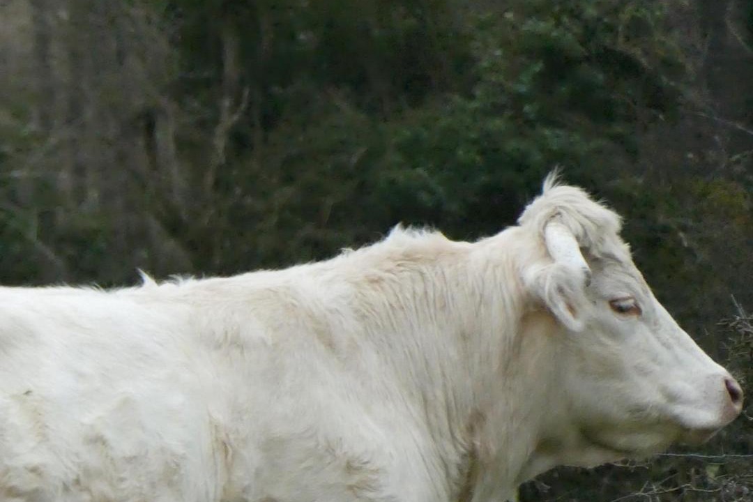 Photo of Others in Longny-au-Perche