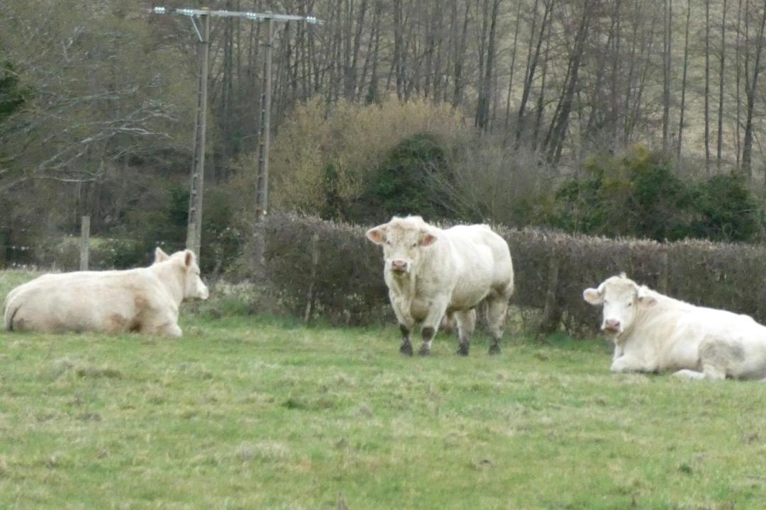 Photo of Others in Longny-au-Perche