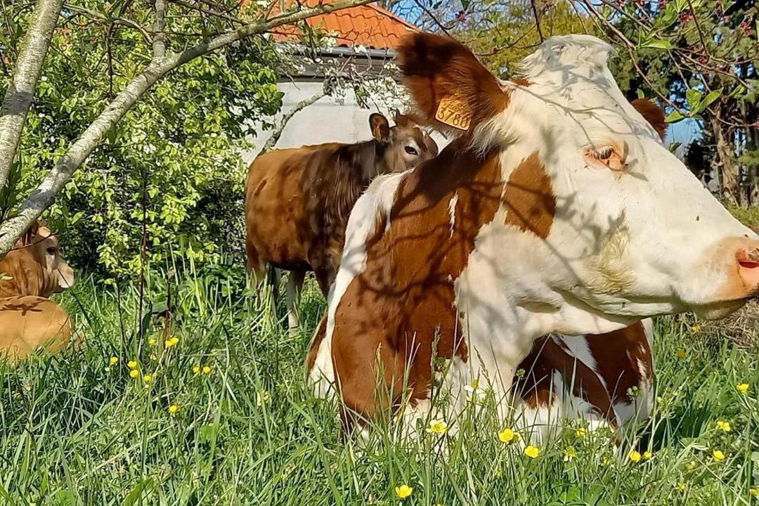 Photo of Others in Maubourguet