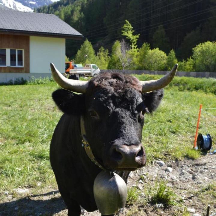 Photo of Others in Saas Grund