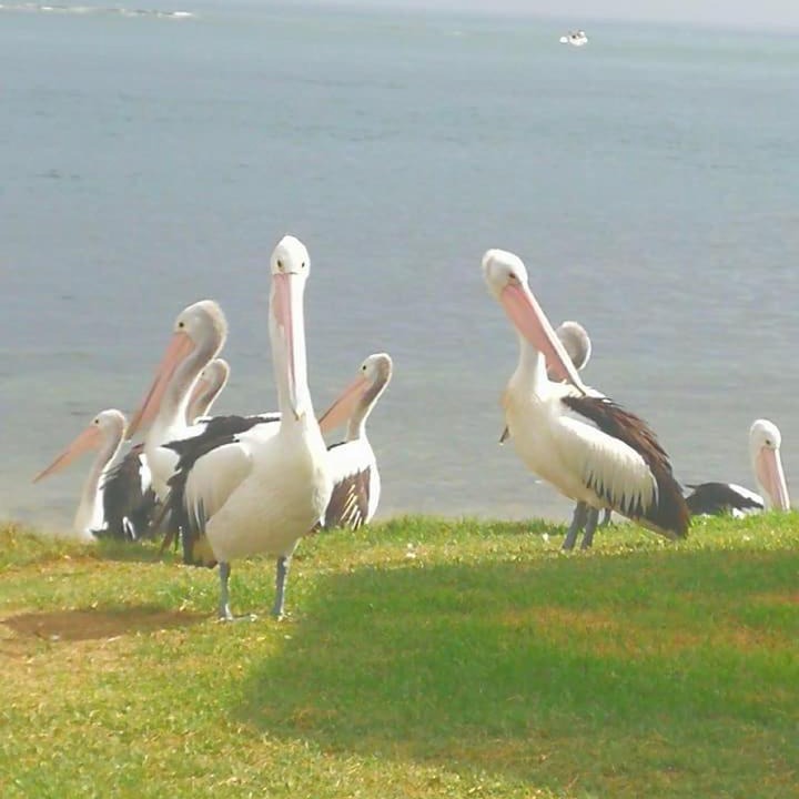 Photo of Others in Culburra Beach