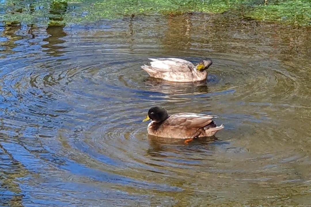 Photo of Others in Boncath