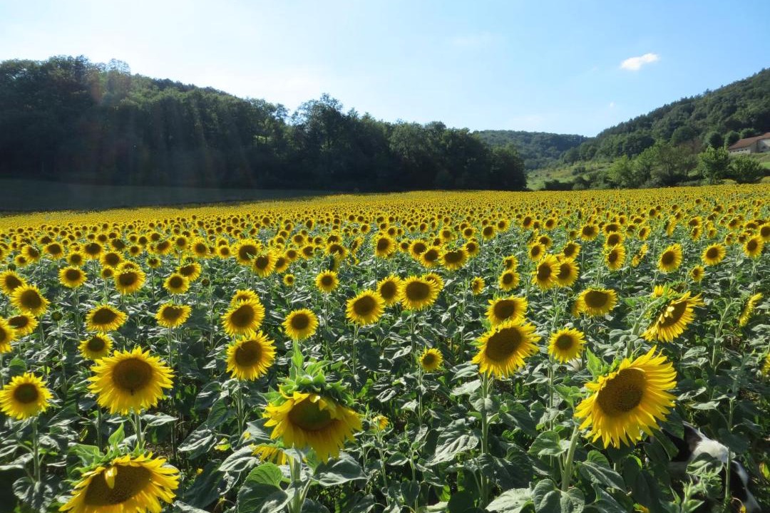 Photo of Others in Manses