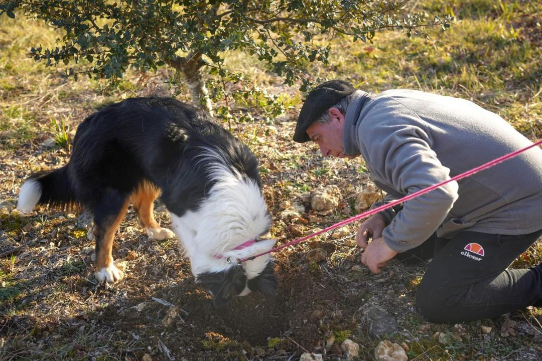 Photo of Others in Sorges-et-Ligueux-en-Perigord