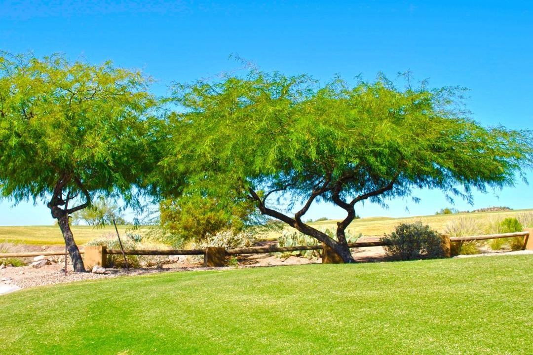 Photo of Others in Gold Canyon