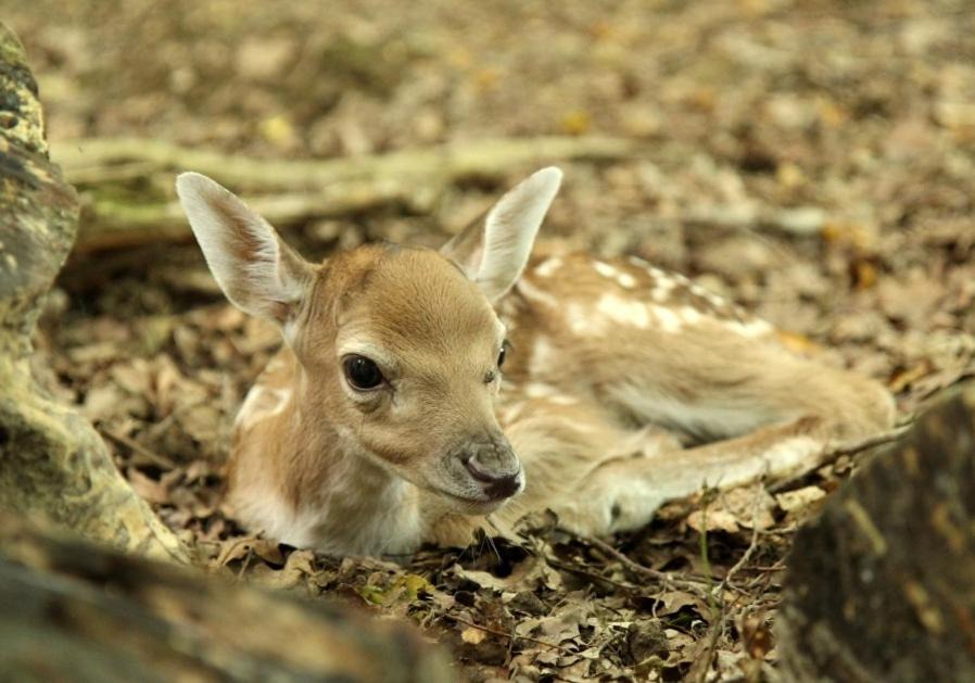 Photo of Others in Fretigney-et-Velloreille