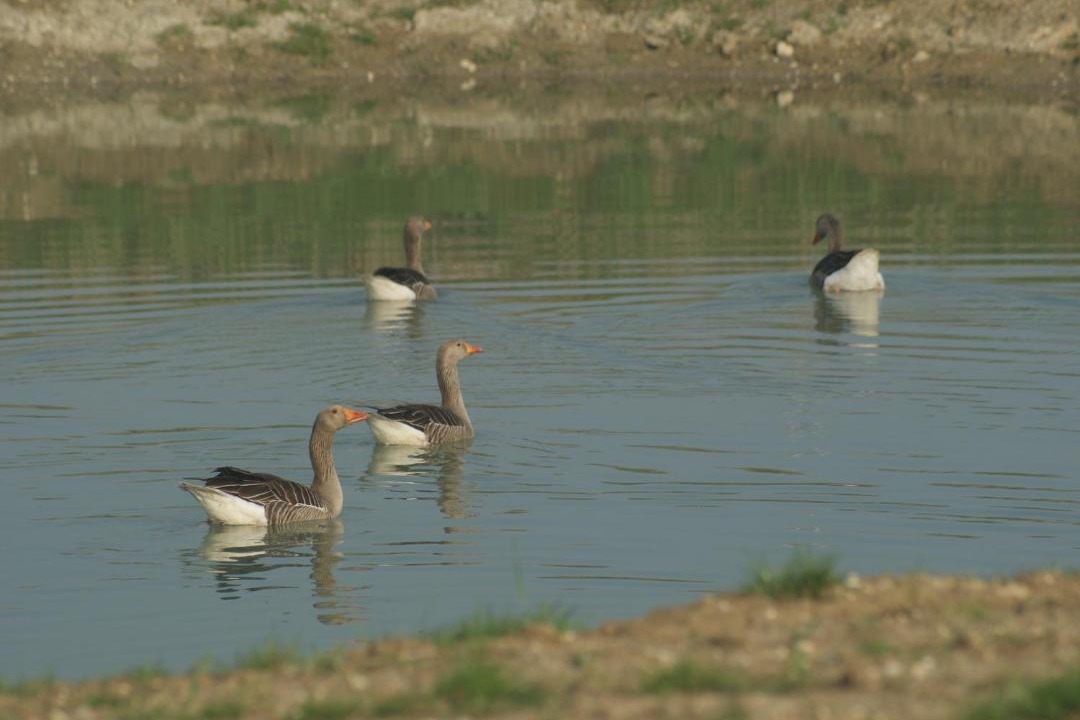 Photo of Others in Bungay