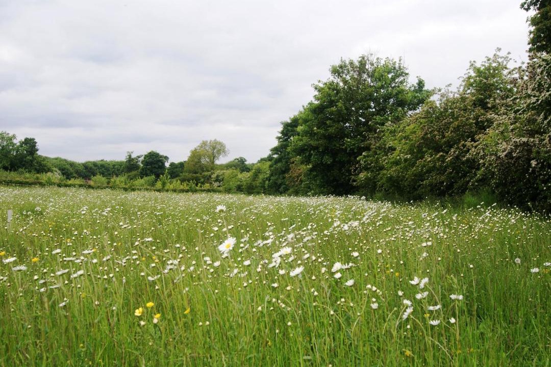 Photo of Others in Bungay