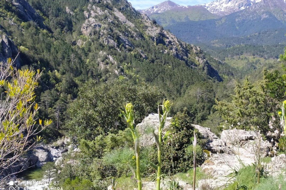 Photo of Others in Ghisonaccia