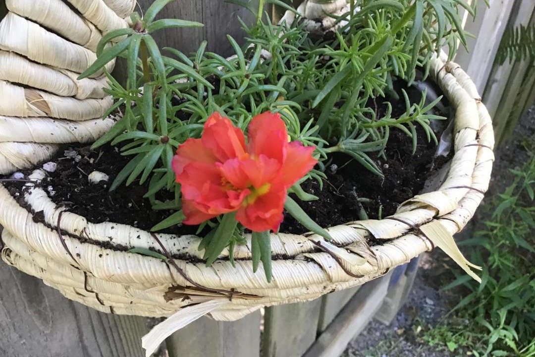 Photo of Others in Wolfville