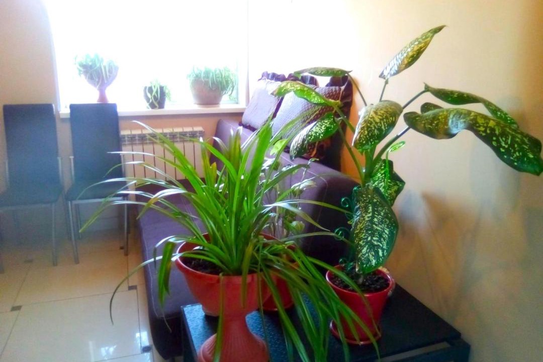 Photo of Others in Samara