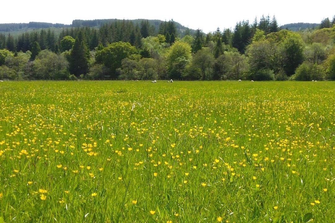 Photo of Others in Gigha