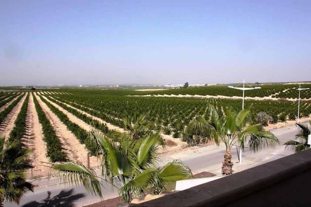 Photo of Others in Algorfa