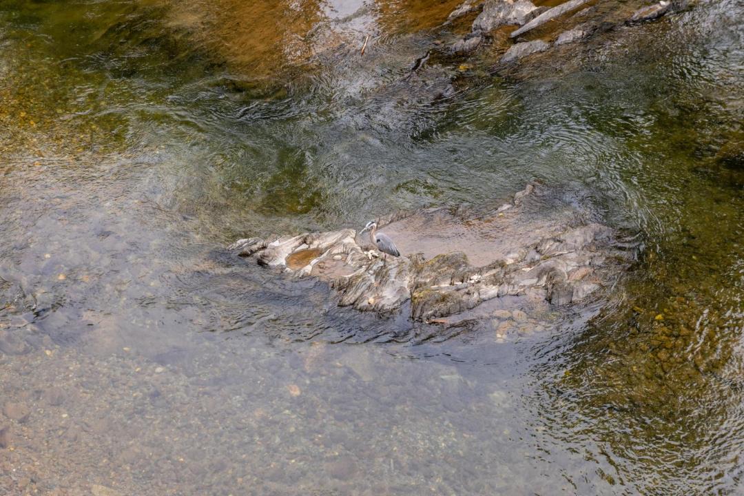 Photo of Others in Pigeon Forge