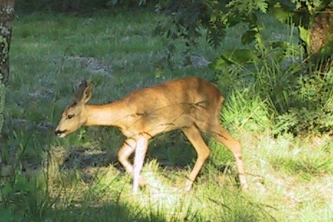 Photo of Others in Luglon