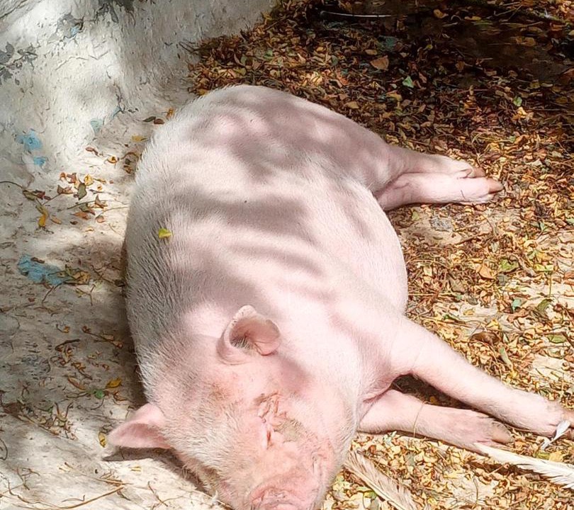 Photo of Others in Cheille