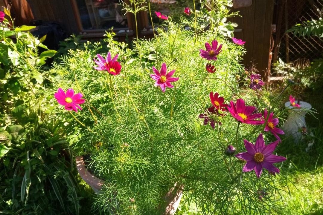 Photo of Others in Cheille