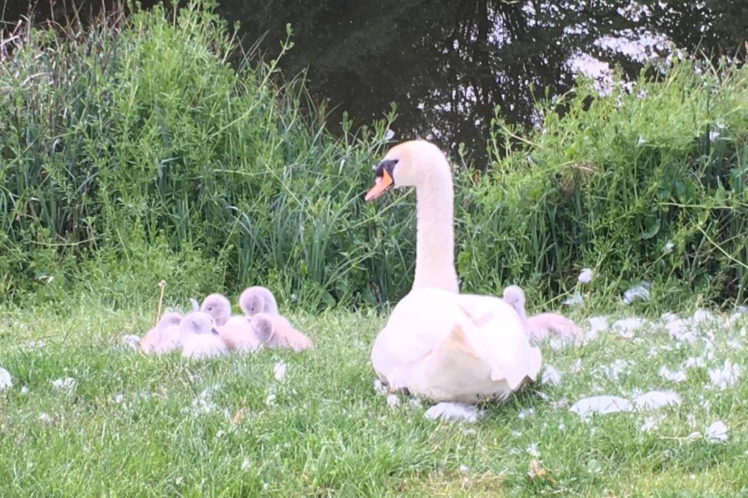 Photo of Others in St Neots