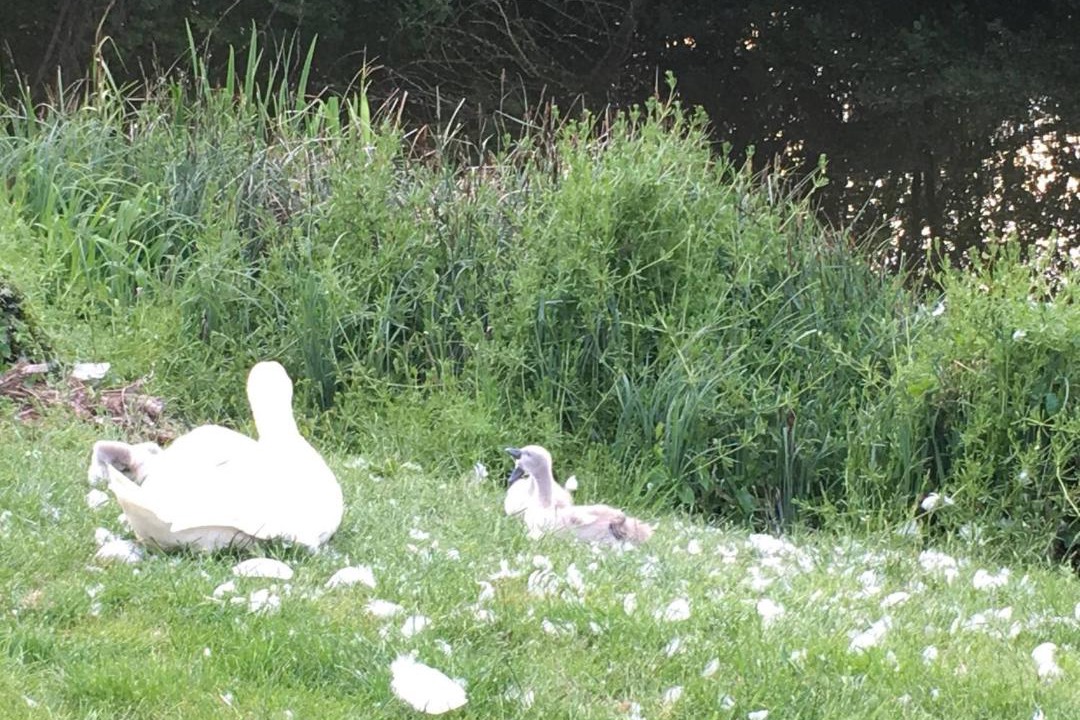 Photo of Others in St Neots