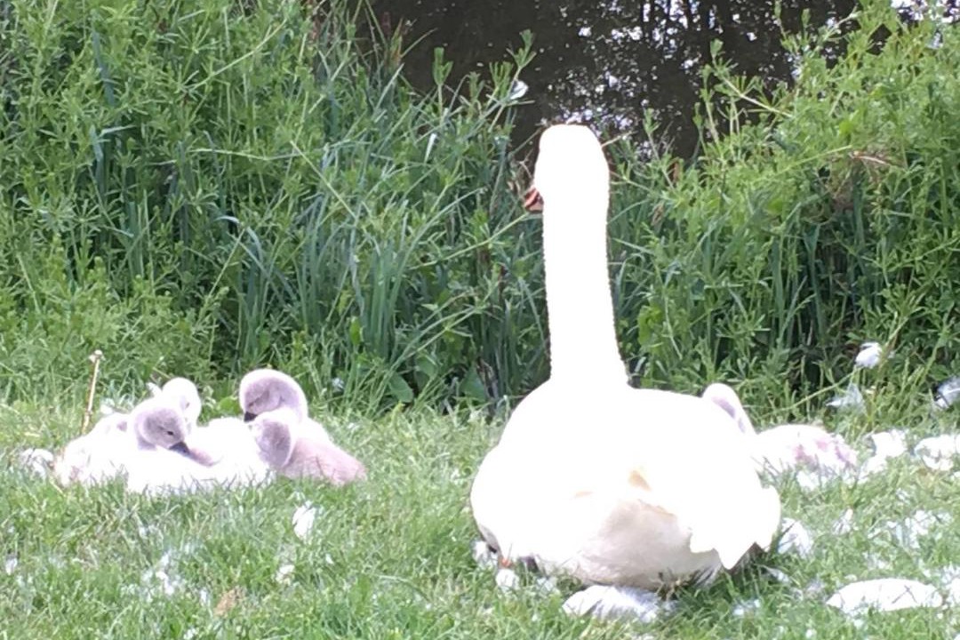 Photo of Others in St Neots