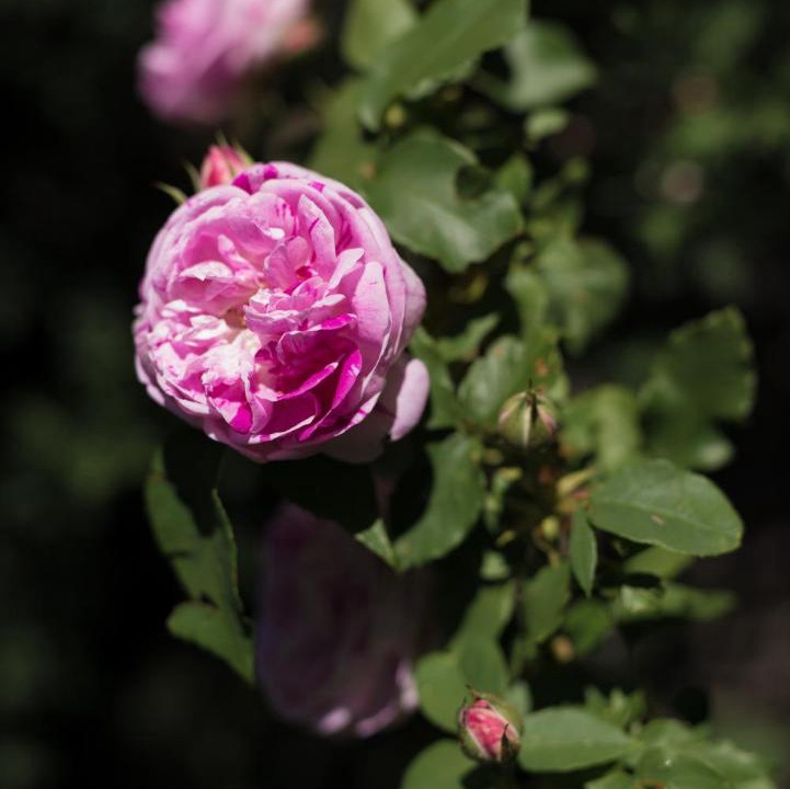 Photo of Others in Flocourt