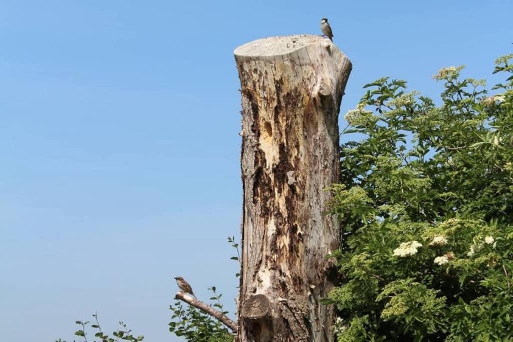 Photo of Others in St Mary's Bay