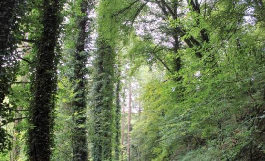 Photo of Outdoor in La Meaugon