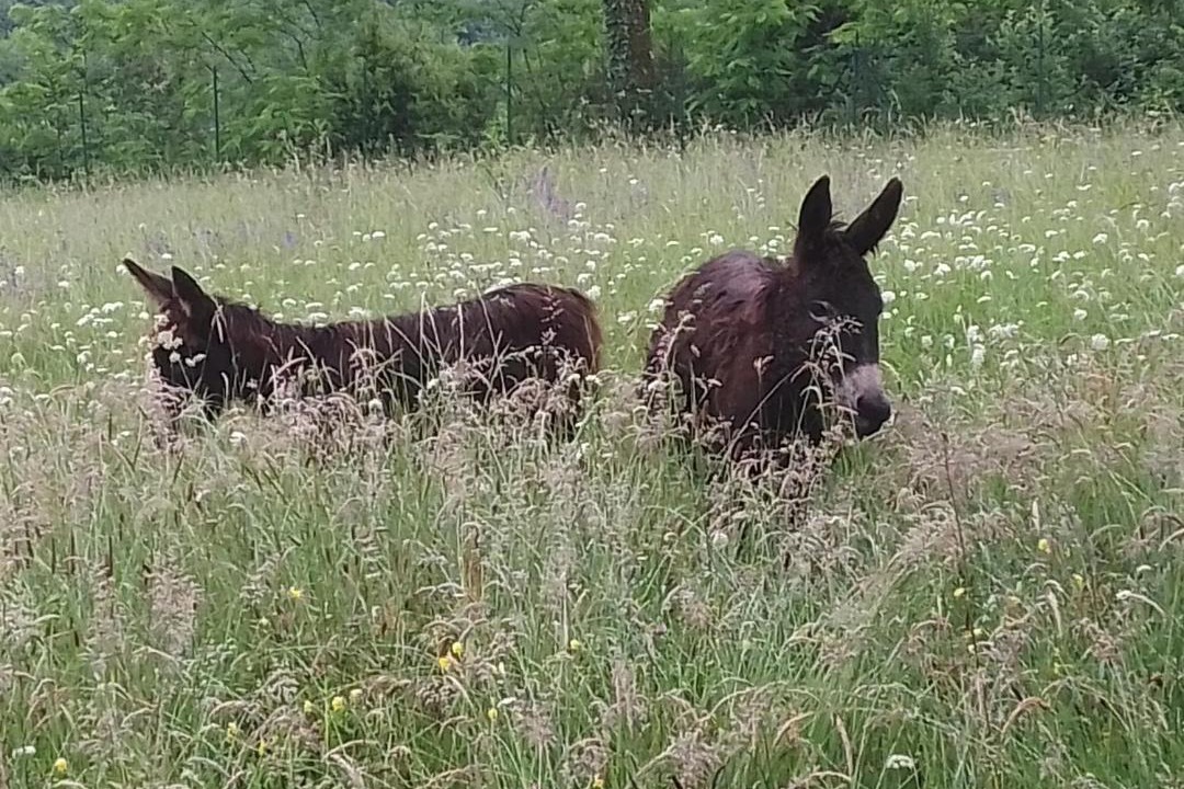 Photo of Human In Picture in Saint-Andre-dAllas