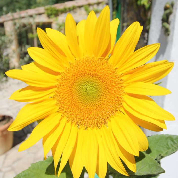 Photo of Others in Le Somail