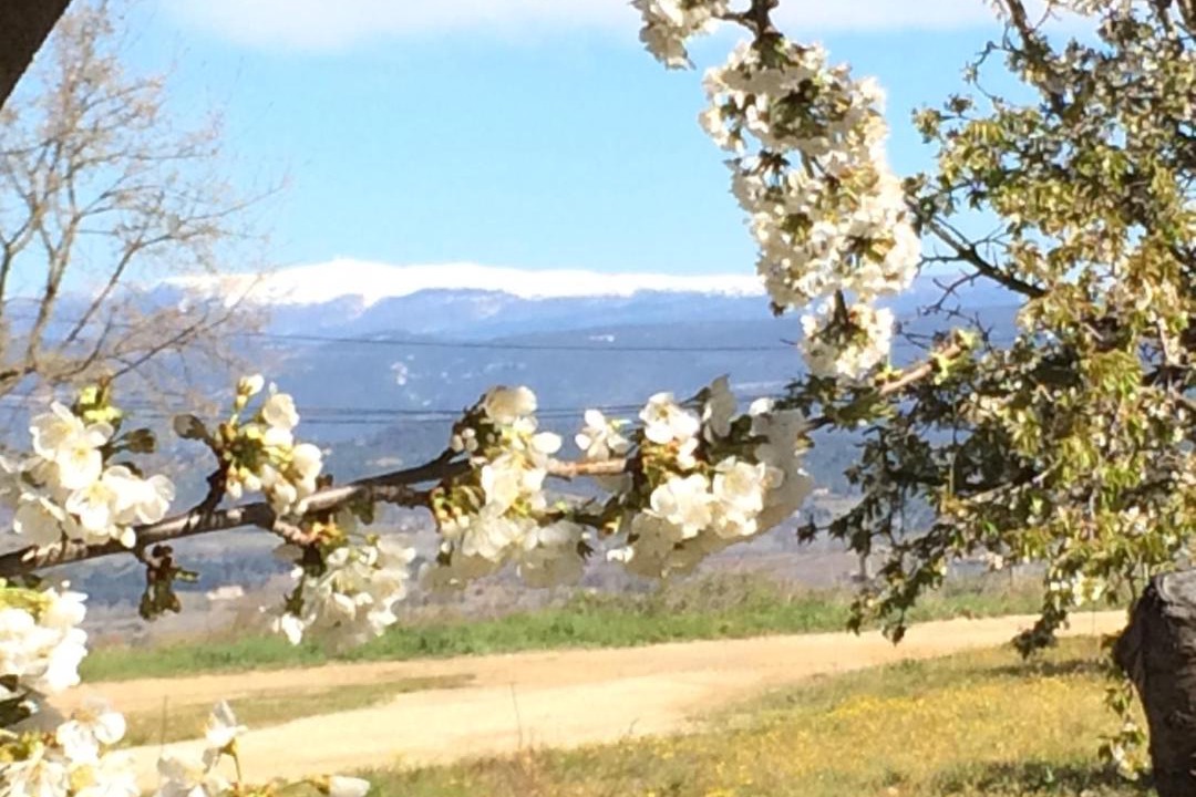 Photo of Others in Bonnieux