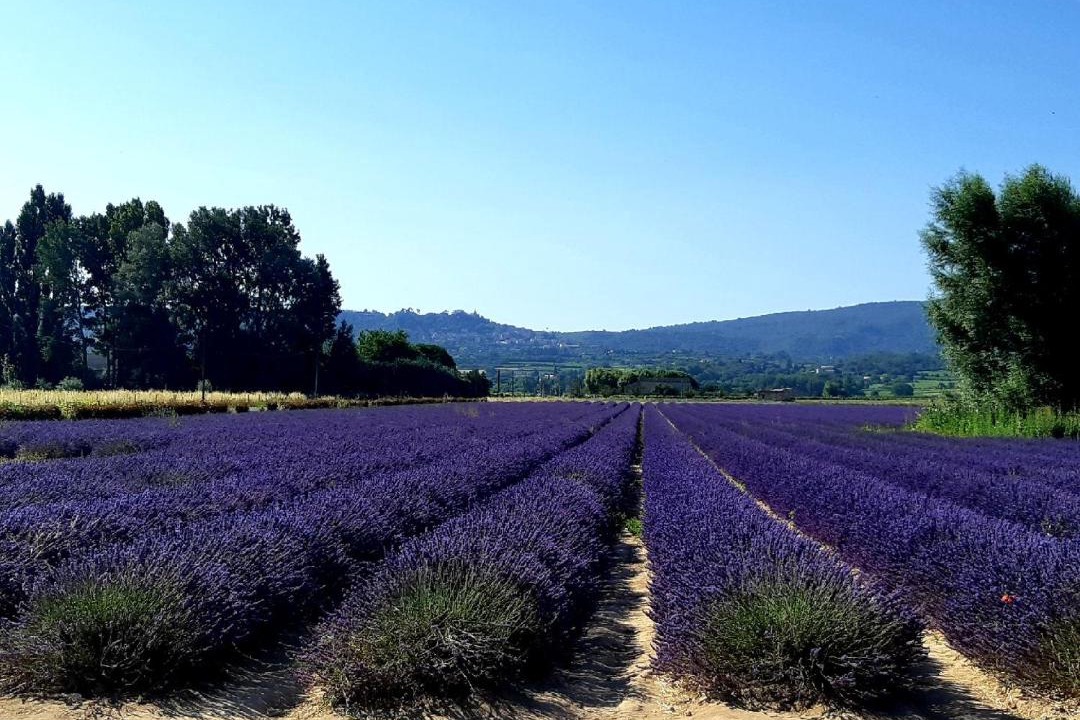 Photo of Others in Bonnieux